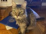 BARON - Domestic Cat For Adoption - Ocklawaha, FL, US