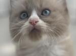 Glove - Ragdoll Kitten For Sale - Hyde Park, NY, US