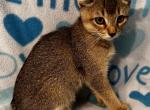 Highlander kity 5d1 - Highlander Kitten For Sale - Goshen, AL, US