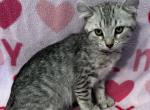 Highlander kity2d - Highlander Kitten For Sale - Goshen, AL, US