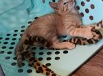 Poly Hobart of Maia - Polydactyl Kitten For Sale - Menominee, MI, US