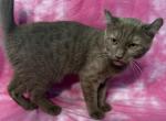 Highlander kity 4s - Highlander Kitten For Sale - 