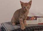 Poly Leo of Sarah - Polydactyl Kitten For Sale - 