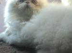 Bob CFA Registered Male Persian Kitten - Persian Kitten For Sale - Houston, TX, US