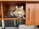 Kroshka - Siberian Cat For Sale/Retired Breeding - Melbourne, FL, US