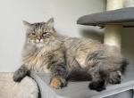 Annabelle - Siberian Cat For Sale/Retired Breeding - Melbourne, FL, US