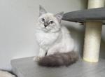 Bugatti - Siberian Kitten For Sale - Melbourne, FL, US