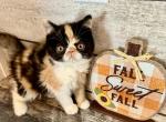 Calico ESH Female - Exotic Kitten For Sale - Norman, OK, US