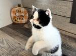 Tuxedo Van ESH Boy - Exotic Kitten For Sale - 