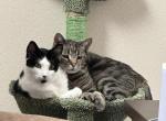 Abather and Milo - Domestic Cat For Sale - Albuquerque, NM, US