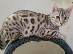 Clara - Bengal Kitten For Sale - Los Angeles, CA, US