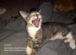 Sassy - American Shorthair Kitten For Adoption - 