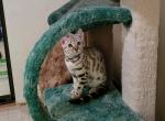 Calli - Bengal Kitten For Sale - 