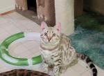 Mel - Bengal Kitten For Sale - 