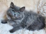 Adorable TICA Blue Solid Ragdoll Baby Boys - Ragdoll Kitten For Sale - Huntsville, AL, US