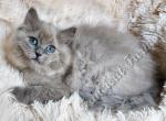 Precious TICA Blue Sepia Ragdoll Baby Boy - Ragdoll Kitten For Sale - Huntsville, AL, US