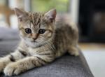 Peanut - Scottish Fold Kitten For Sale - 