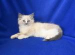 Iris' Litter - Ragdoll Kitten For Sale - WI, US