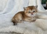 Penelope - Scottish Fold Kitten For Sale - 