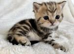 Blueberry - Scottish Fold Kitten For Sale - Prior Lake, MN, US