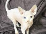 Gorgeous - Sphynx Kitten For Sale - Johnson City, TN, US