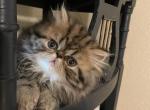 Bently - Persian Kitten For Sale - 