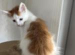 Sammy - Maine Coon Kitten For Sale - Forest, OH, US