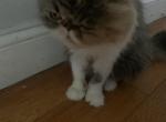 Kelly - Persian Cat For Sale - East Providence, RI, US