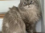 Billy - Himalayan Cat For Sale - East Providence, RI, US