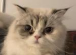 Cotton - Persian Cat For Sale - East Providence, RI, US