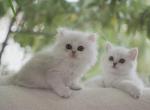 SCOTTISH FOLDS AND SCOTTISH STRAIGHTS - Scottish Fold Kitten For Sale - Sugar Land, TX, US