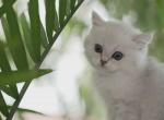 Snowy's Litter Scottish Fold & Scottish Straight - Scottish Straight Kitten For Sale - 