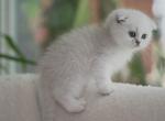 Scottish Folds Litter Of 5 Kittens - Scottish Fold Kitten For Sale - 