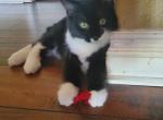 Oreo - Domestic Kitten For Adoption - Hemet, CA, US