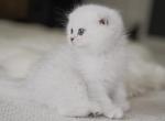 Scottish Folds - Scottish Fold Kitten For Sale - Sugar Land, TX, US