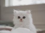 Scottish Straight Kittens - Scottish Straight Kitten For Sale - Sugar Land, TX, US