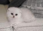 Scottish Kittens - Scottish Fold Kitten For Sale - Sugar Land, TX, US