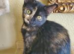 Princess - Domestic Kitten For Sale - Hemet, CA, US