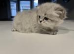 Chanel - Persian Kitten For Sale - Dearborn, MI, US