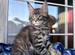 Woody - Maine Coon Kitten For Sale - Los Angeles, CA, US