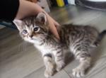 No name - Domestic Kitten For Sale - Greenville, OH, US