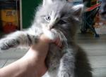 You pick name - Domestic Kitten For Sale - Greenville, OH, US