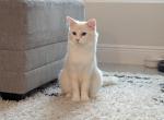 Flamepoint Cat - Ragdoll Cat For Sale - 