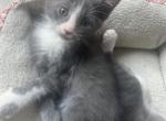 Milo - Domestic Kitten For Sale - 