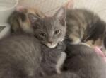 Max - Domestic Kitten For Sale - 