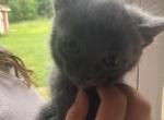 Teddy - Domestic Kitten For Sale - 