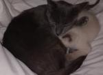 Siamese and Russian Blues - Siamese Kitten For Sale - Perris, CA, US