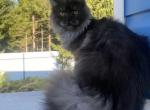 King - Maine Coon Kitten For Sale - 