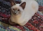 Pair of bluepoints - Siamese Kitten For Sale - 