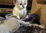 Pink - Snowshoe Kitten For Sale - Plainfield, IN, US